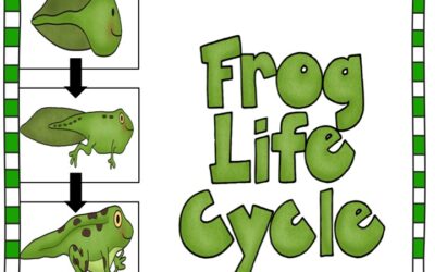 Fun Frog Life Cycle Worksheet Pack