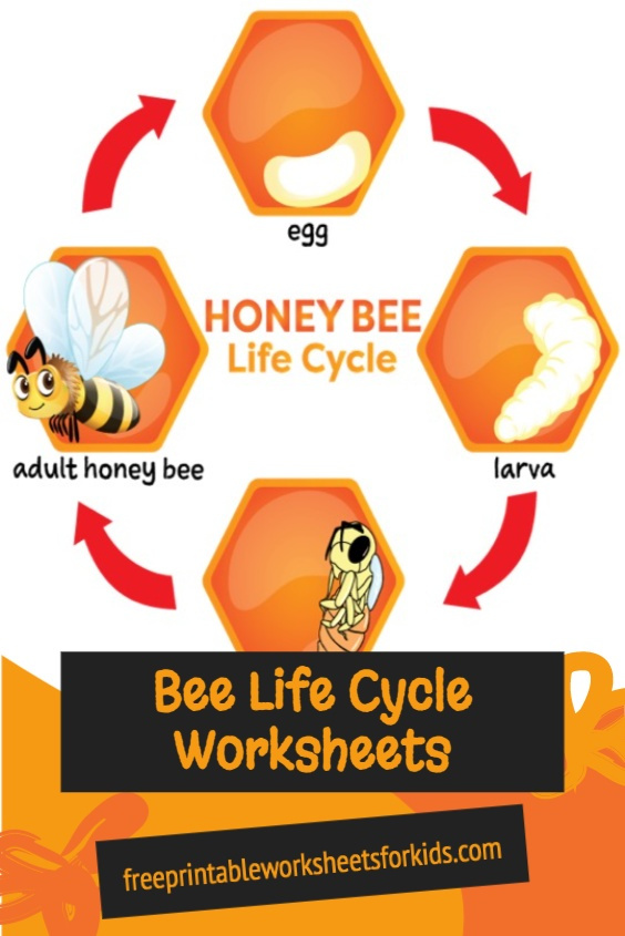 I created this Bee Life Cycle free printable worksheet because I couldn't find any that were suitable for my son online. Last year, he was telling me all about the tadpoles they were observing his classroom so we did some worksheets about the Frog Life Cycle. This year, he's really into insects. We even planted some wildflowers in the garden hoping there will be plenty of pollinators for him to observe this coming Spring! I hope you find this to be a useful addition to your bug learning unit too.