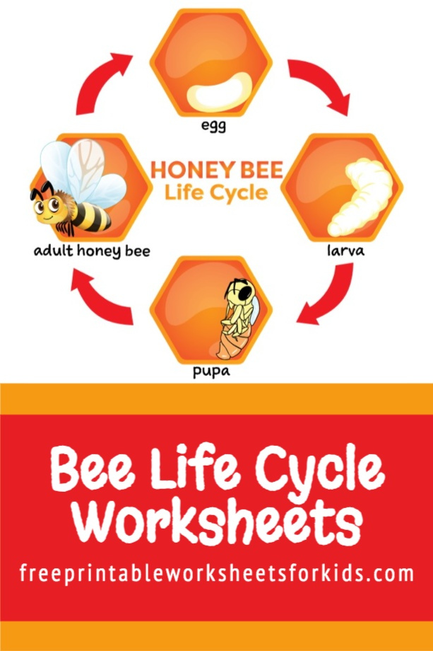 I created this Bee Life Cycle free printable worksheet because I couldn't find any that were suitable for my son online. Last year, he was telling me all about the tadpoles they were observing his classroom so we did some worksheets about the Frog Life Cycle. This year, he's really into insects. We even planted some wildflowers in the garden hoping there will be plenty of pollinators for him to observe this coming Spring! I hope you find this to be a useful addition to your bug learning unit too.