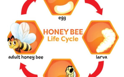 Honey Bee Life Cycle