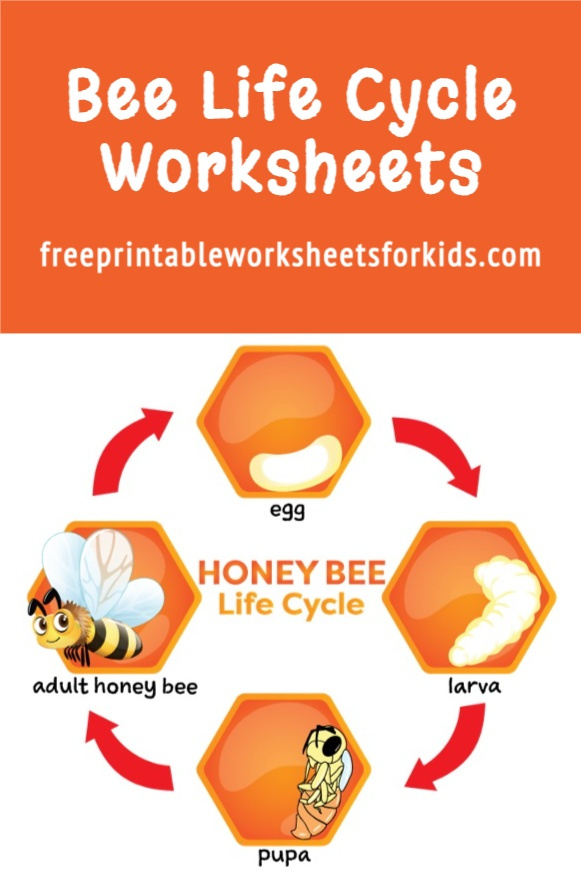 I created this Bee Life Cycle free printable worksheet because I couldn't find any that were suitable for my son online. Last year, he was telling me all about the tadpoles they were observing his classroom so we did some worksheets about the Frog Life Cycle. This year, he's really into insects. We even planted some wildflowers in the garden hoping there will be plenty of pollinators for him to observe this coming Spring! I hope you find this to be a useful addition to your bug learning unit too.