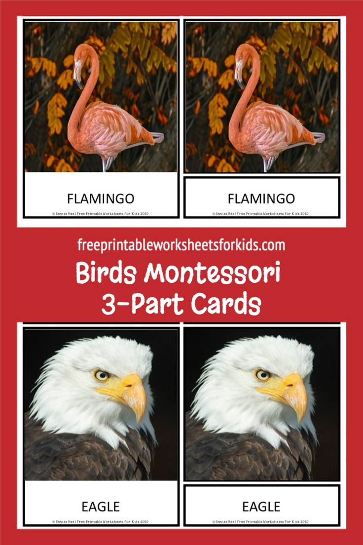 Looking for a bird theme activity? Set up this free printable as proper 3 part cards for a spring literacy activity or as a preschool science center to help your students learn the names of different birds.