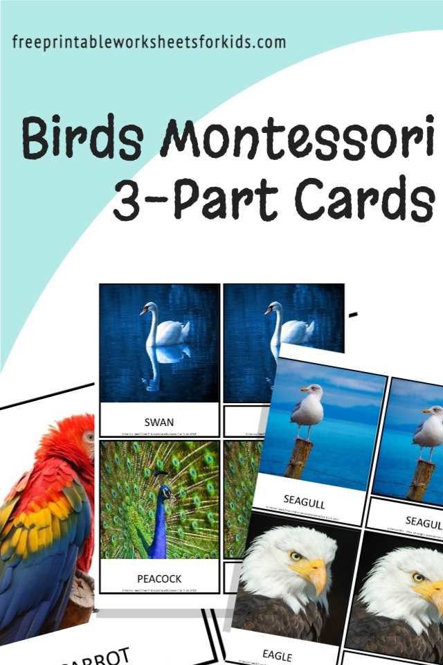 Looking for a bird theme activity? Set up this free printable as proper 3 part cards for a spring literacy activity or as a preschool science center to help your students learn the names of different birds.